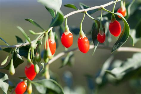 best knowledge on gucci berries|where are goji berries grow.